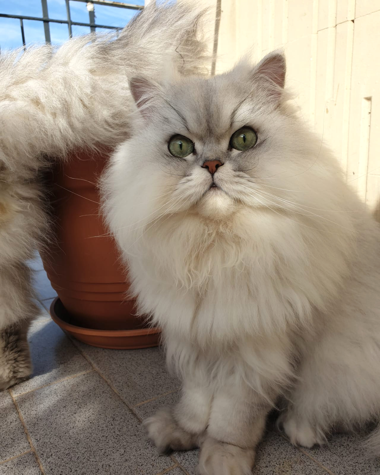 Gatto Persiano Chinchillà silver shaded con occhi verdi